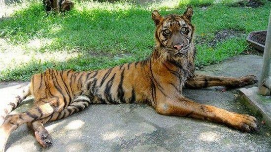 北京动物园回应老虎魔性转圈