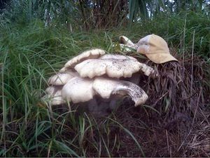世界最大蘑菇长了2800多年