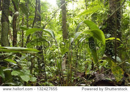 tropicalrainforest