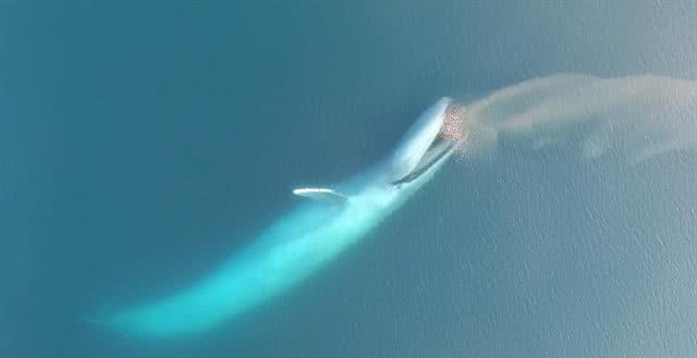 蓝鲸误入繁殖地被75只虎鲸吃掉