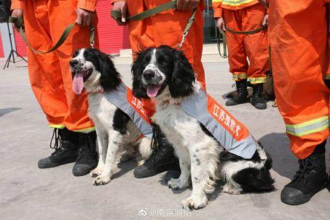 张馨予问怎么领养退役搜救犬康康